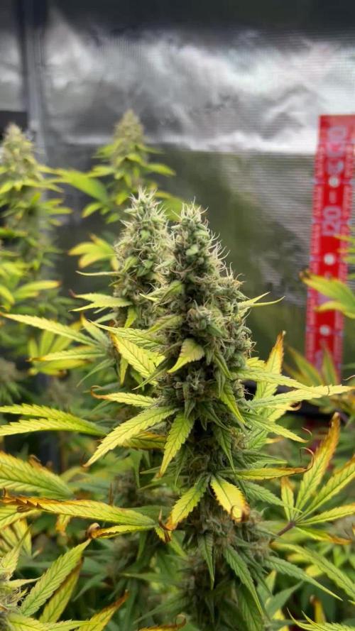 Santa Maria F10 x GMO Zkittlez