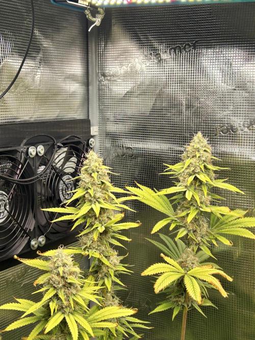 Santa Maria F10 x GMO Zkittlez. Week 14