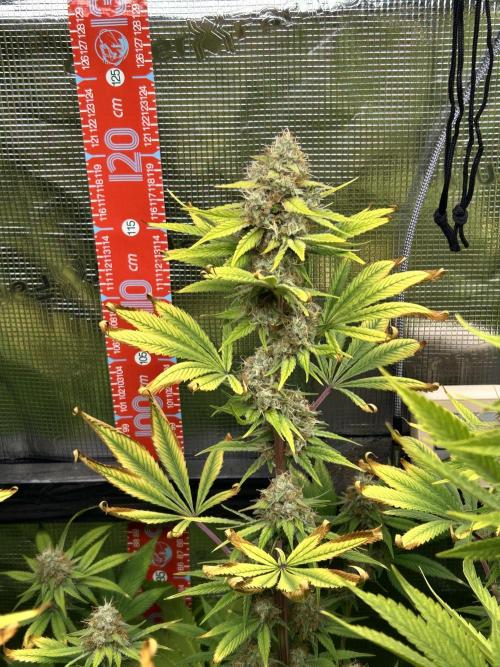 Santa Maria F10 x GMO Zkittlez. Week 14