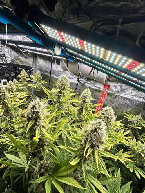 Santa Maria F10 x GMO Zkittlez. Week 14