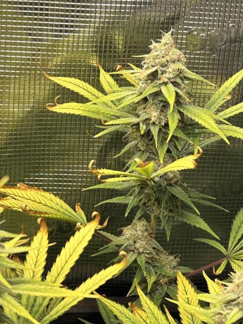 Santa Maria F10 x GMO Zkittlez. Week 14