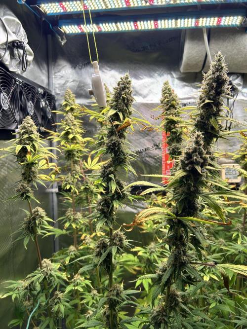 Santa Maria F10 x GMO Zkittlez. Week 16