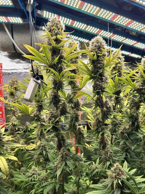 Santa Maria F10 x GMO Zkittlez. Week 16