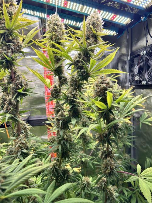 Santa Maria F10 x GMO Zkittlez. Week 16