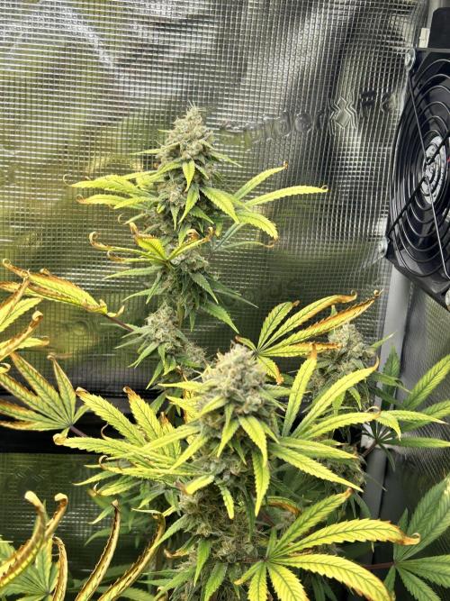 Santa Maria F10 x GMO Zkittlez. Week 16