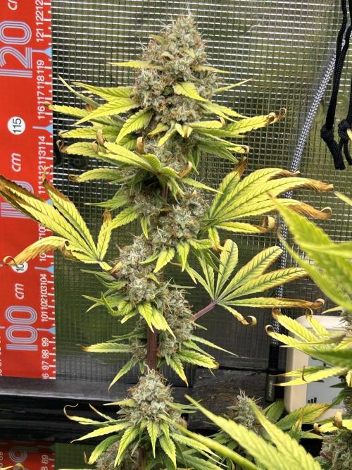 Santa Maria F10 x GMO Zkittlez. Week 16