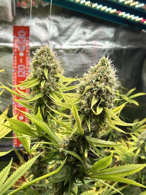 Santa Maria F10 x GMO Zkittlez. Week 16