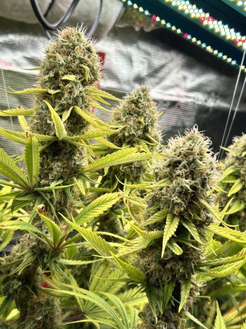 Santa Maria F10 x GMO Zkittlez. Week 16