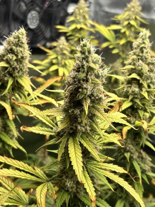 Santa Maria F10 x GMO Zkittlez. Week 16