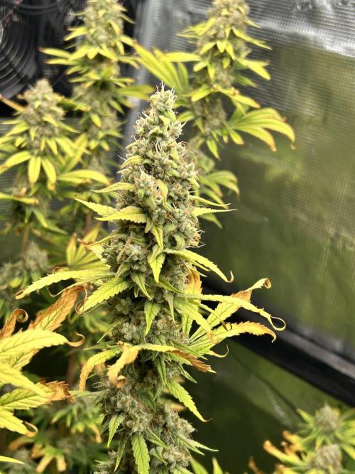 Santa Maria F10 x GMO Zkittlez. Week 16