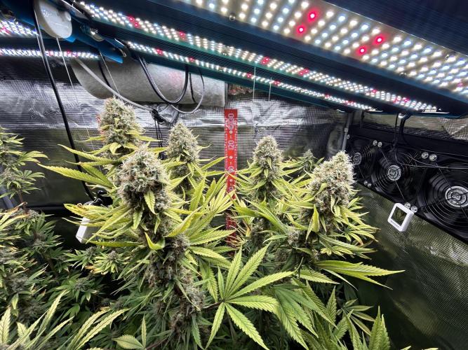 Santa Maria F10 x GMO Zkittlez. Week 16