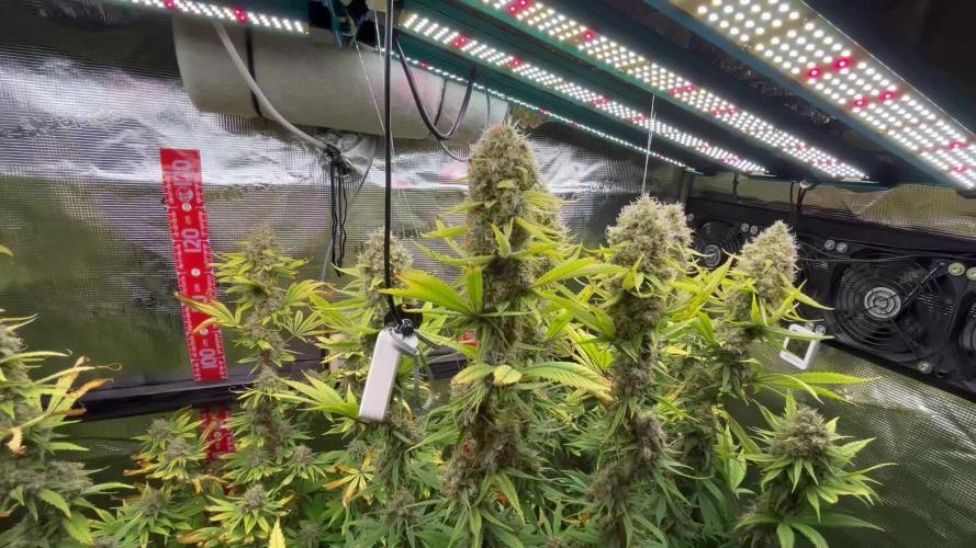 Santa Maria F10 x GMO Zkittlez