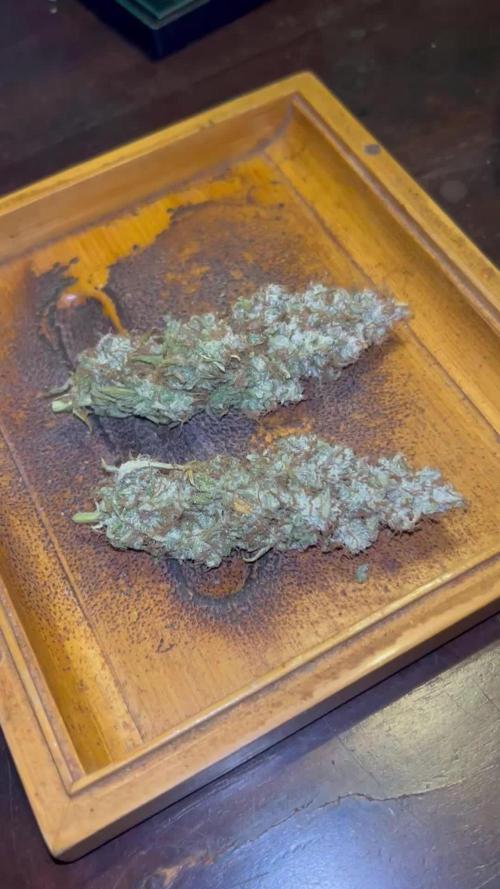 Santa Maria F10 x GMO Zkittlez