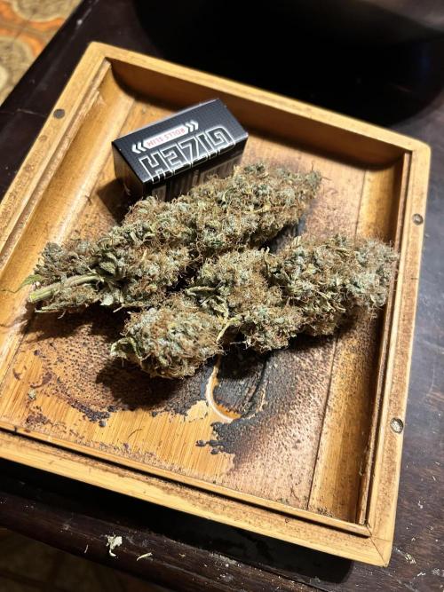 Santa Maria F10 x GMO Zkittlez. Week 17