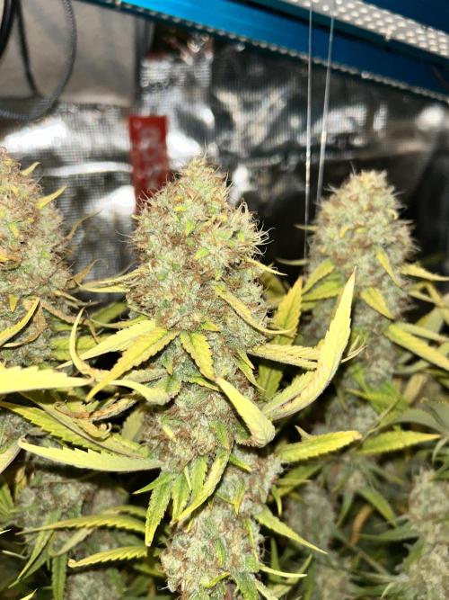 Santa Maria F10 x GMO Zkittlez. Week 17