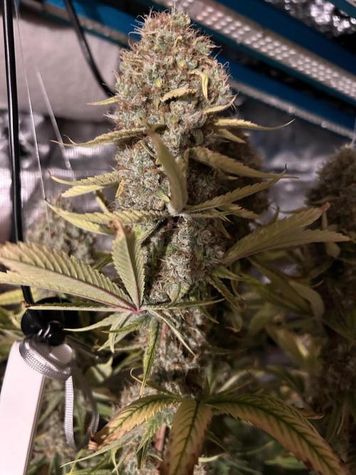 Santa Maria F10 x GMO Zkittlez. Week 17