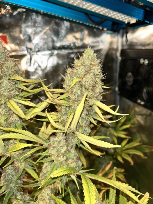 Santa Maria F10 x GMO Zkittlez. Week 17