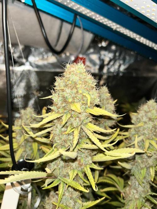 Santa Maria F10 x GMO Zkittlez. Week 17