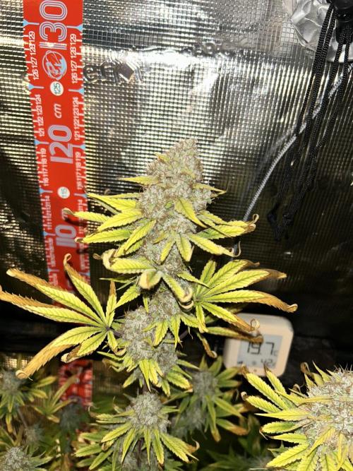 Santa Maria F10 x GMO Zkittlez. Week 17