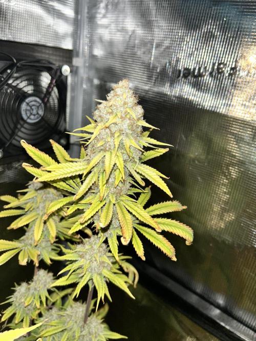 Santa Maria F10 x GMO Zkittlez. Week 17