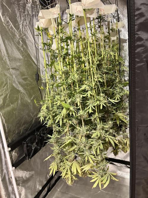 Santa Maria F10 x GMO Zkittlez. Week 17