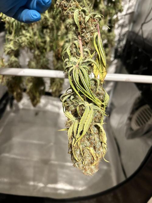 Santa Maria F10 x GMO Zkittlez. Week 17