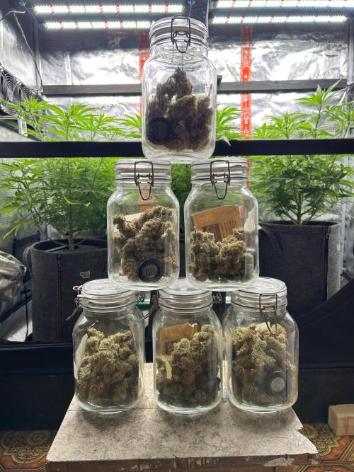 Santa Maria F10 x GMO Zkittlez. Week 17