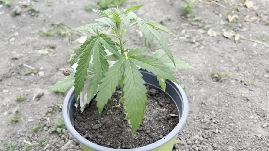 Gorilla Z Summer Outdoor