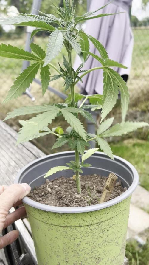 Gorilla Z Summer Outdoor