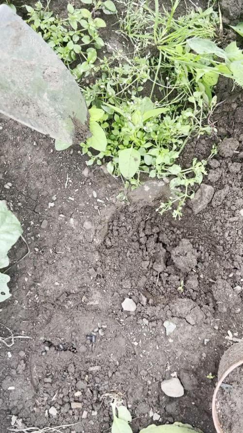 Gorilla Z Summer Outdoor