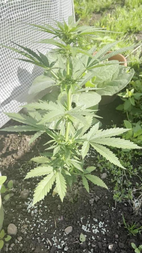 Gorilla Z Summer Outdoor