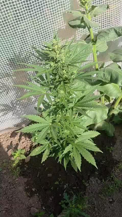 Gorilla Z Summer Outdoor