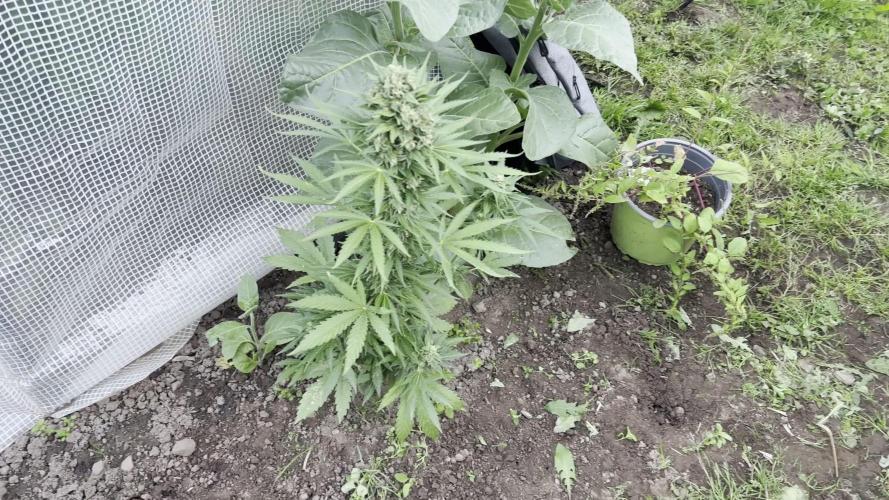 Gorilla Z Summer Outdoor