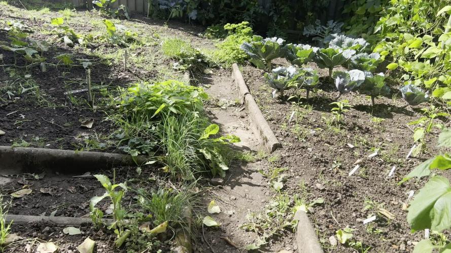 Gorilla Z Summer Outdoor