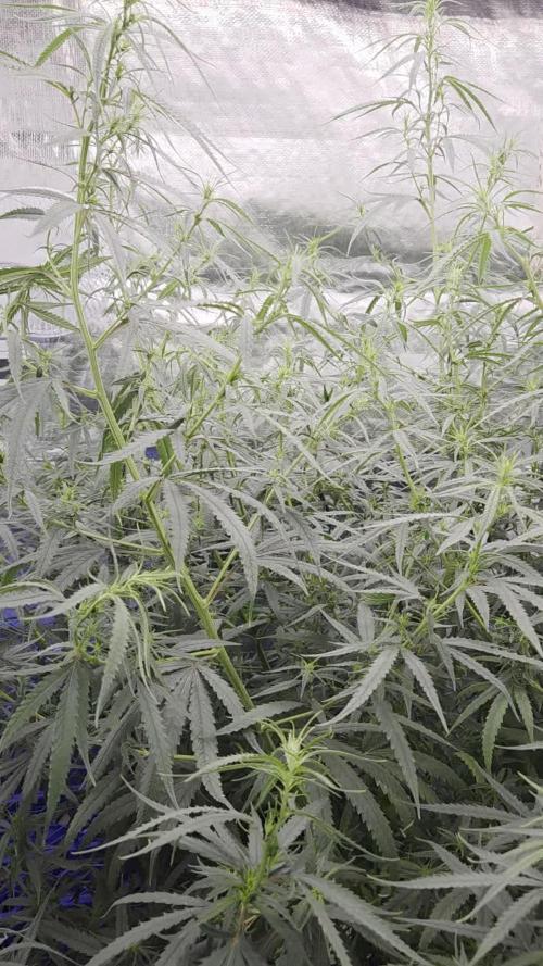 1st Indoor/Outdoor grow