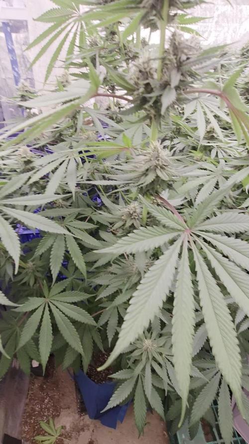 Purple Kush from Sacred Seeds Aus