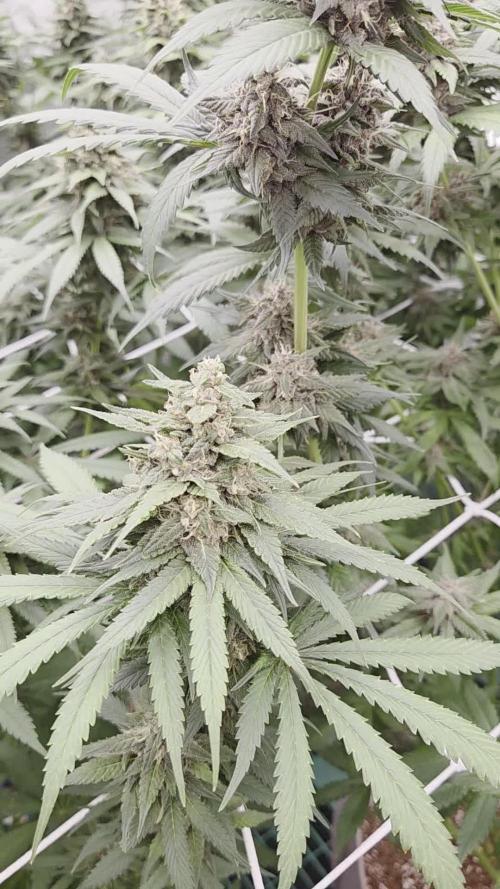 Purple Kush from Sacred Seeds Aus