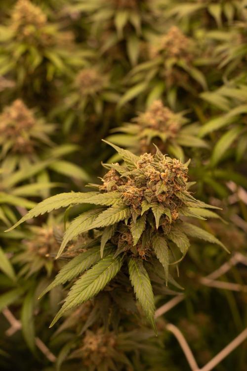 Purple Kush from Sacred Seeds Aus. Week 15