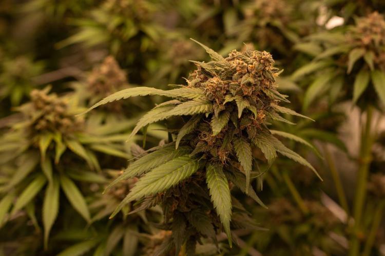 Purple Kush from Sacred Seeds Aus. Week 15