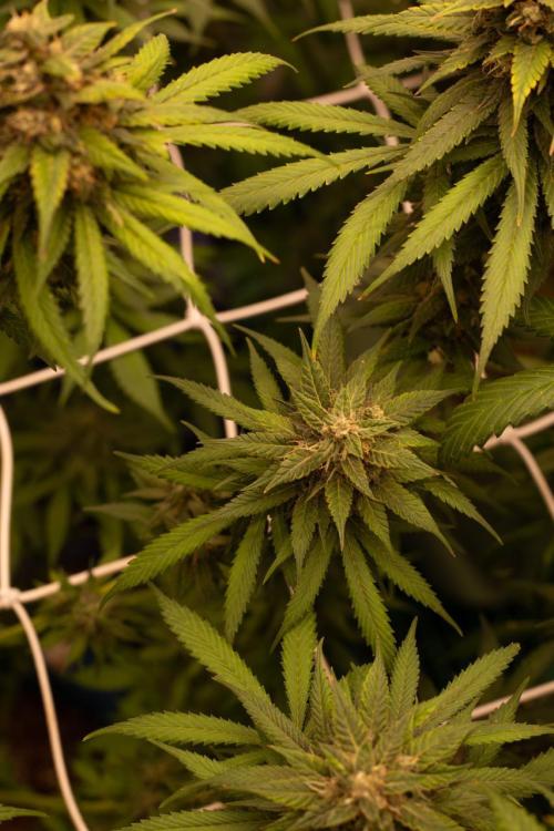 Purple Kush from Sacred Seeds Aus. Week 15