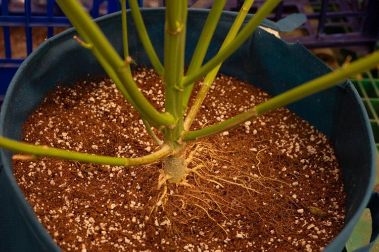 Purple Kush from Sacred Seeds Aus. Week 15