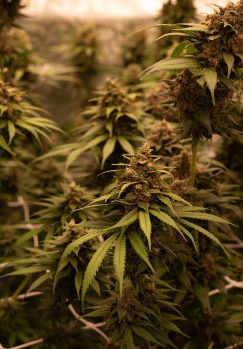 Purple Kush from Sacred Seeds Aus. Week 15