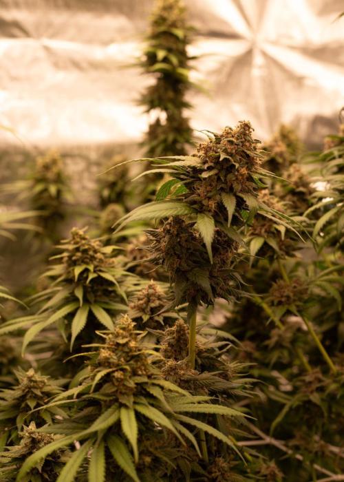 Purple Kush from Sacred Seeds Aus. Week 15