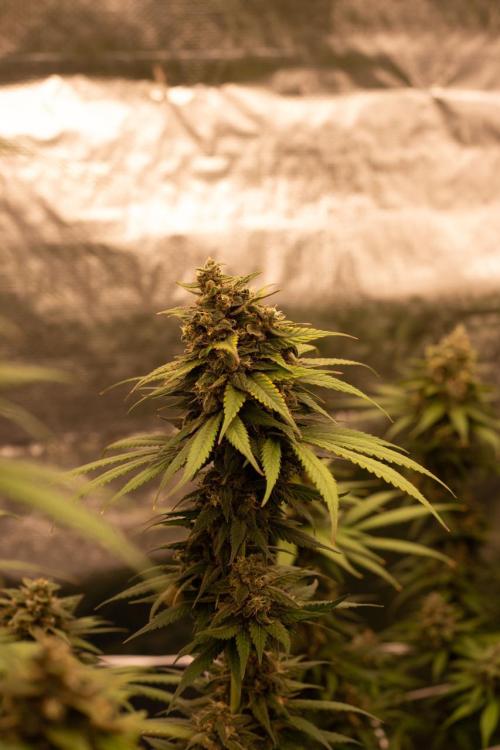 Purple Kush from Sacred Seeds Aus. Week 15