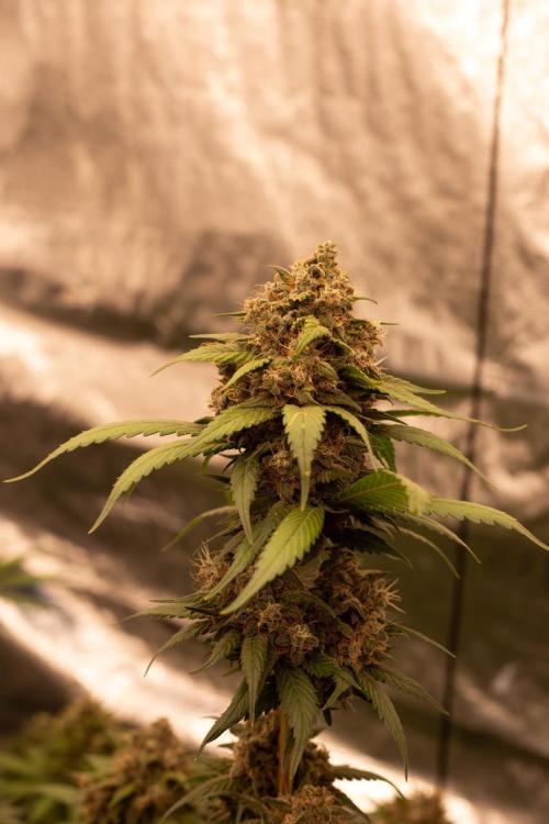 Purple Kush from Sacred Seeds Aus. Week 15