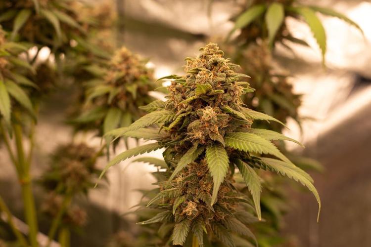 Purple Kush from Sacred Seeds Aus. Week 15