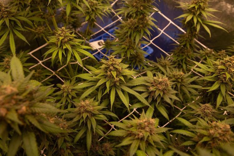 Purple Kush from Sacred Seeds Aus. Week 15