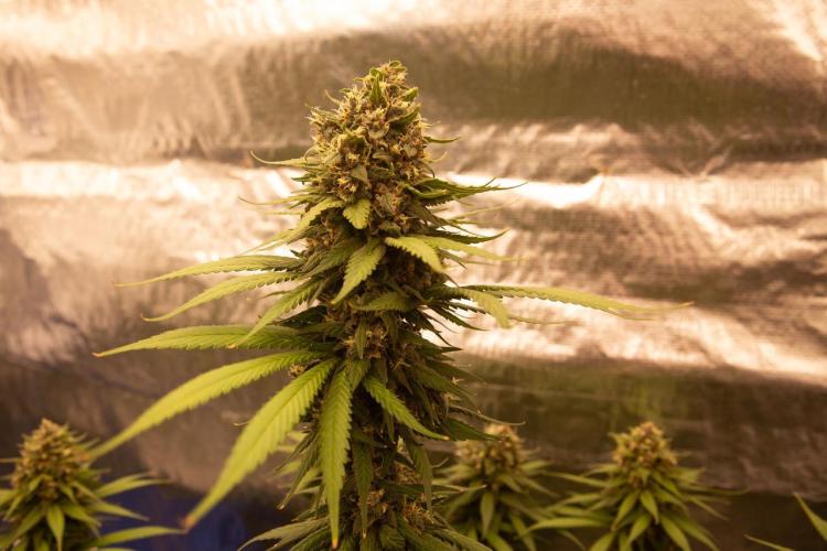 Purple Kush from Sacred Seeds Aus. Week 15