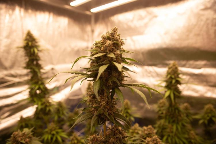 Purple Kush from Sacred Seeds Aus. Week 15