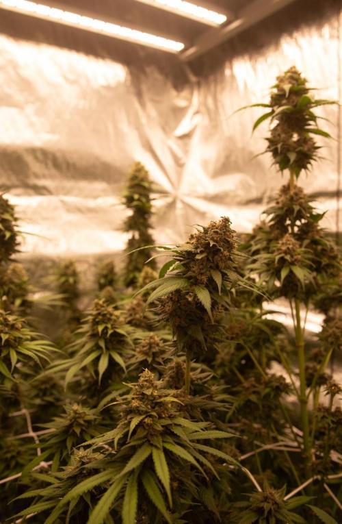 Purple Kush from Sacred Seeds Aus. Week 15